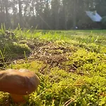 Rojaus Slenis *