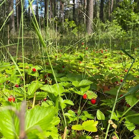 Rojaus Slenis Holiday home