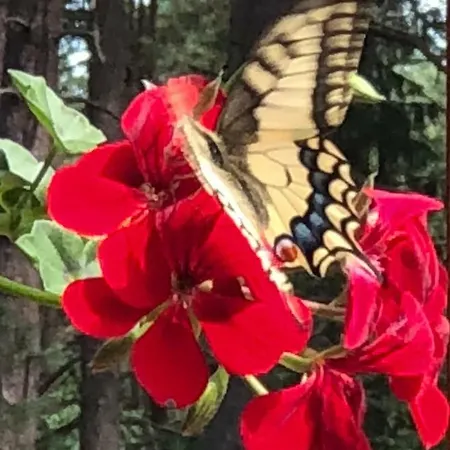 Rojaus Slenis Druskininkai