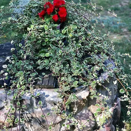 Rojaus Slenis Druskininkai