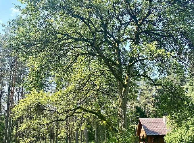 Rojaus Slenis Holiday home Druskininkai