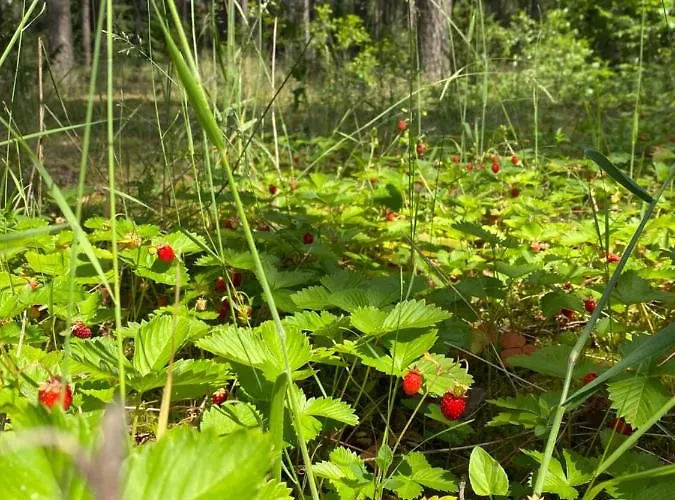 Rojaus Slenis Holiday home