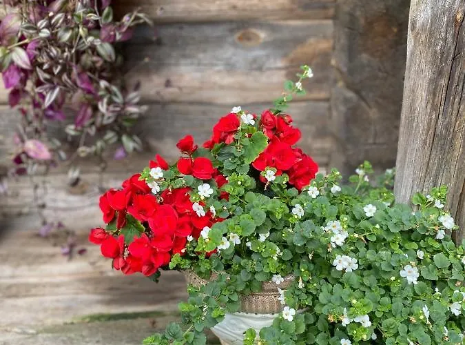 Rojaus Slenis Druskininkai