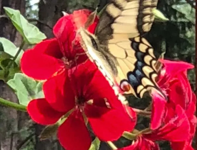 Rojaus Slenis Druskininkai