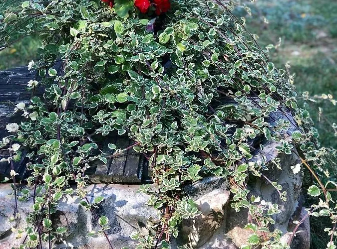 Rojaus Slenis Druskininkai